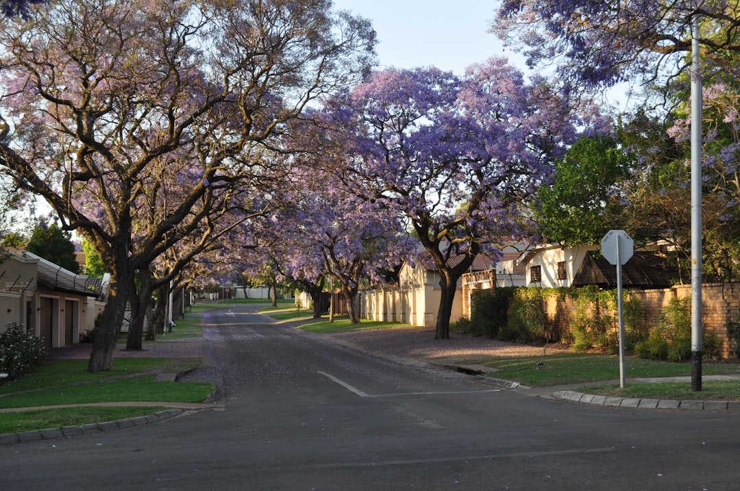 a street lined with trees with purple flowers